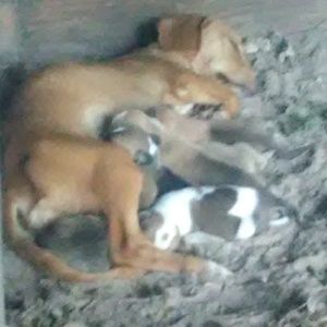 Meet your Posher, Antonio